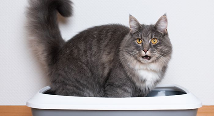 Reasons Why Cats Lie, Scratch, Roll, Sleep, or Play in the Litter Box