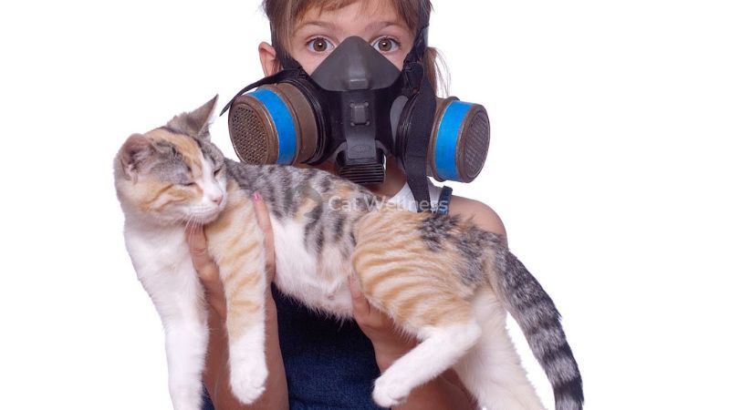 Reasons Why Your Cat Smells Like Poop
