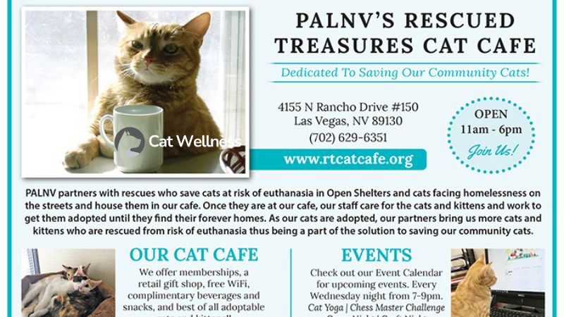 Rescued Treasures Cat Cafe