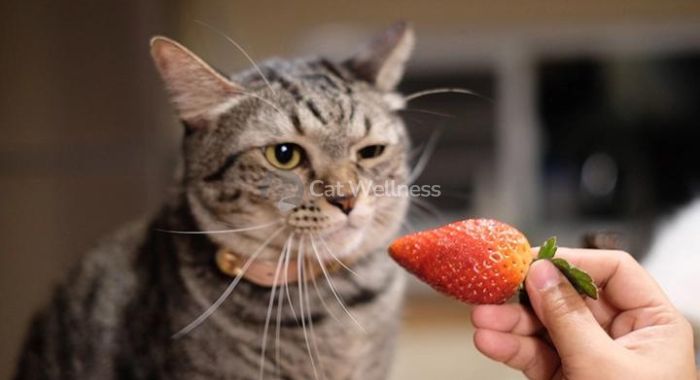 Safe Fruits for Cats