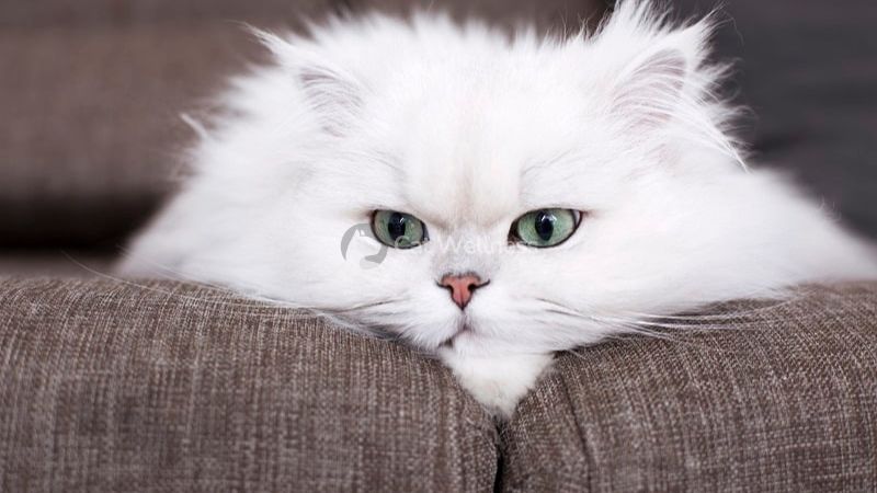 Tips For Reducing Allergies With Persian Cats