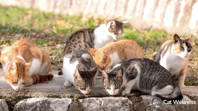 Type of Tricolor cats