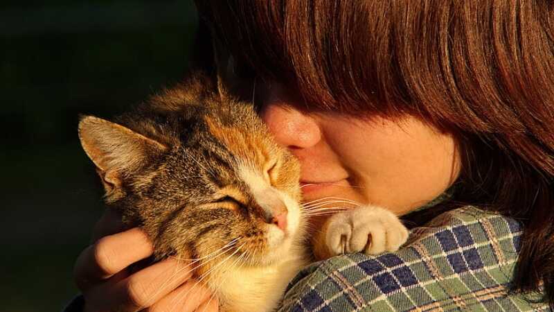 How Do Cats Feel About Nose Kisses