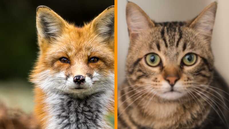 Similarities Differences Between Foxes and Cats