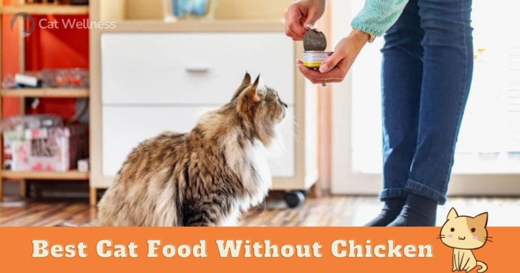 Best Cat Food Without Chicken