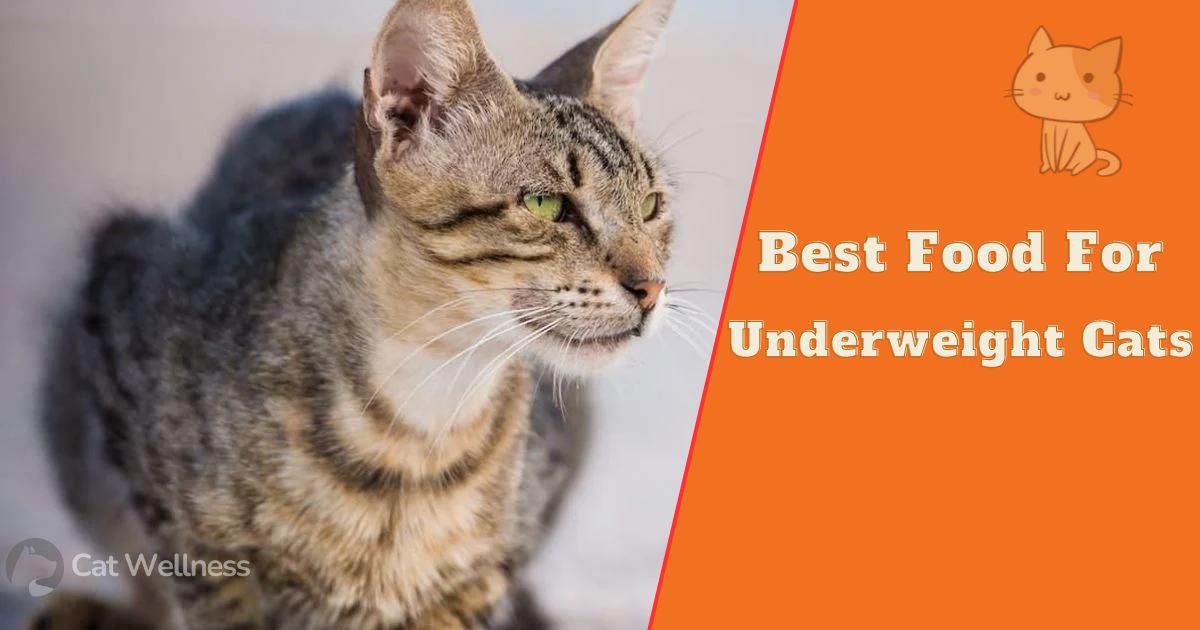 Best Food For Underweight Cats