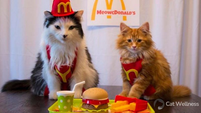 Can Cats Eat McDonald's Fries