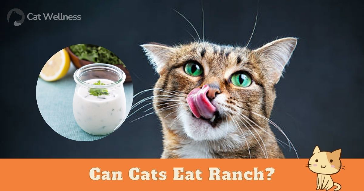 Can Cats Eat Ranch