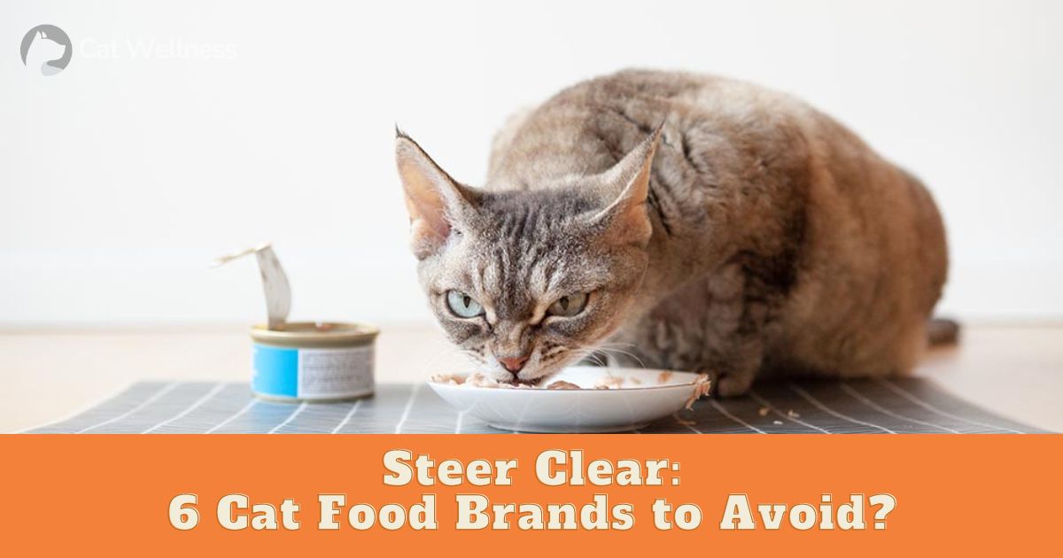 Cat Food Brands to Avoid