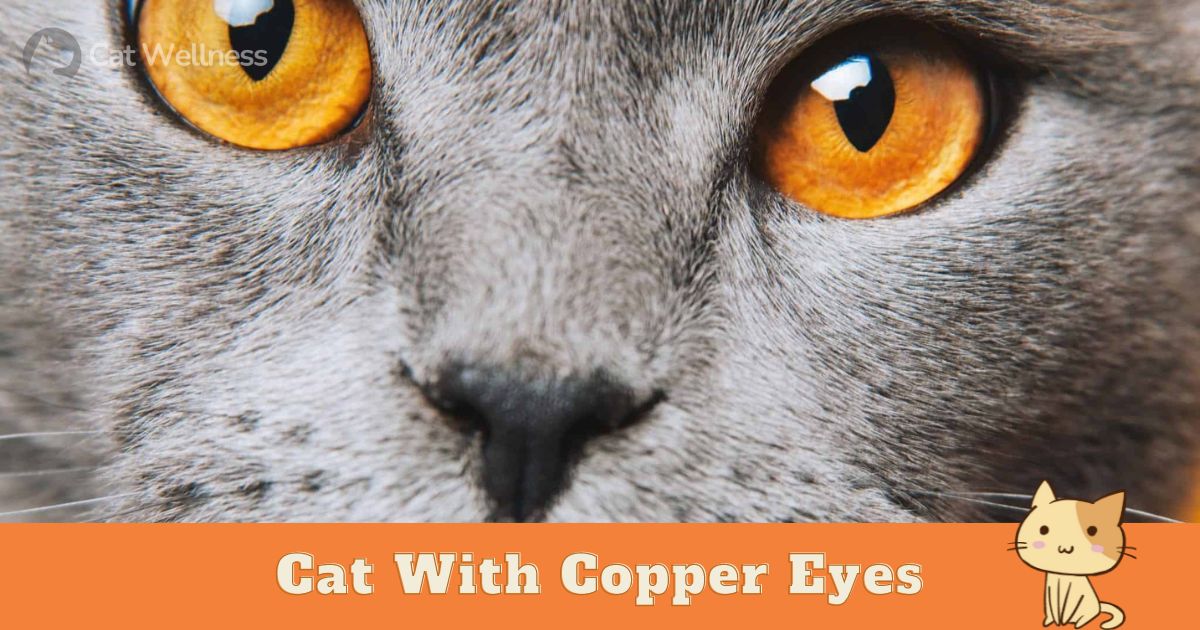 Cat With Copper Eyes