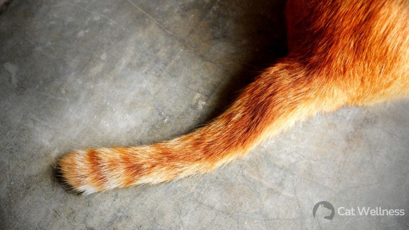 Cat’s tail can totally fall off