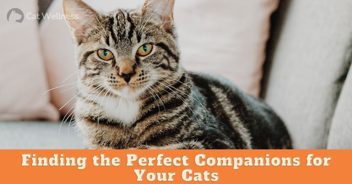 Finding the Perfect Companions for Your Cats