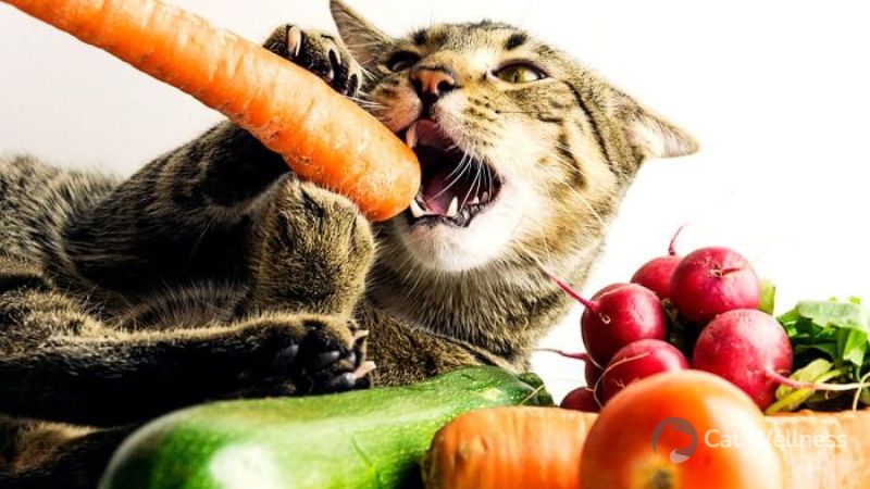 Fruit for cats