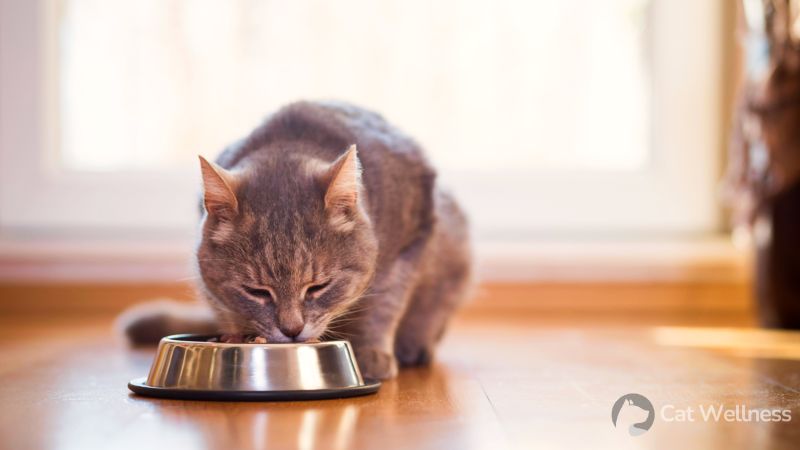 How to pick the best cat food for cats