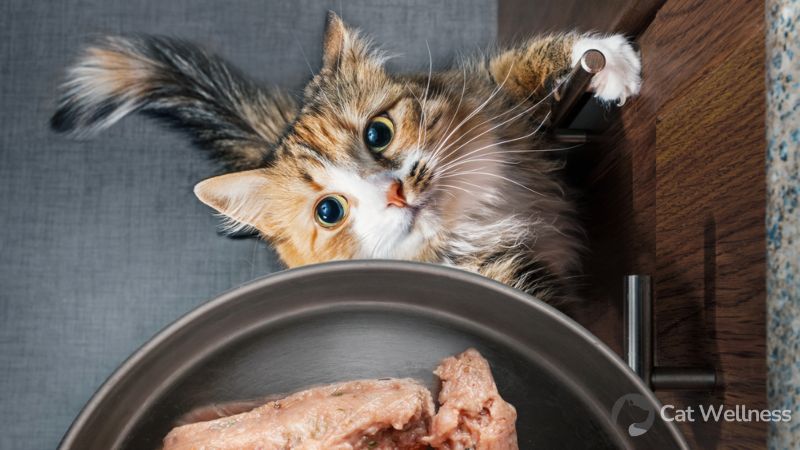 Key tips for feeding cats with Feline Herpes
