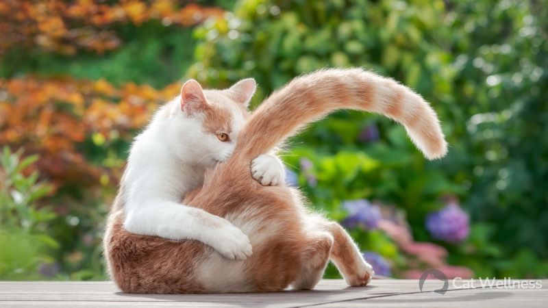 Key tips to determine the cat’s tail broken