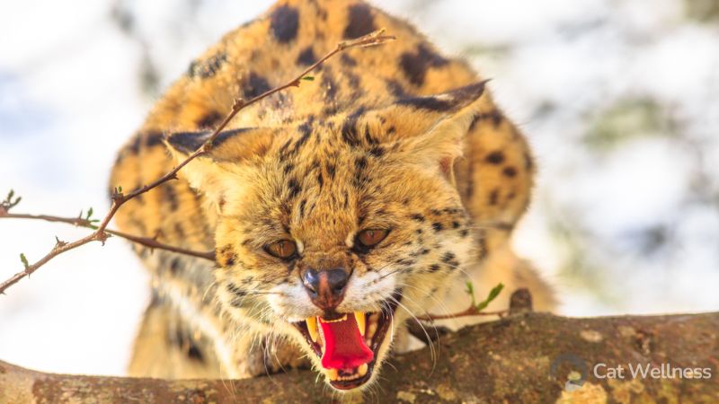 Serval cat can kill a human