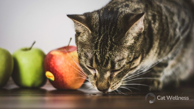 The dangers of applesauce for cat