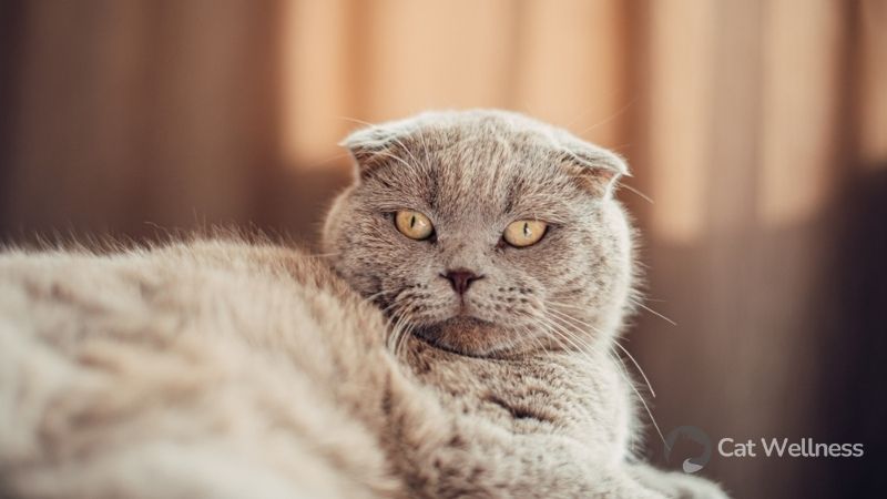 The main reasons for copper coloration in cats