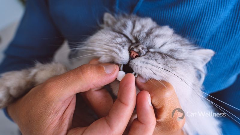 What are the pain sign of a cat before death?