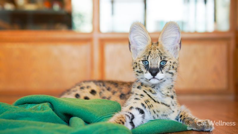 What is serval cat?