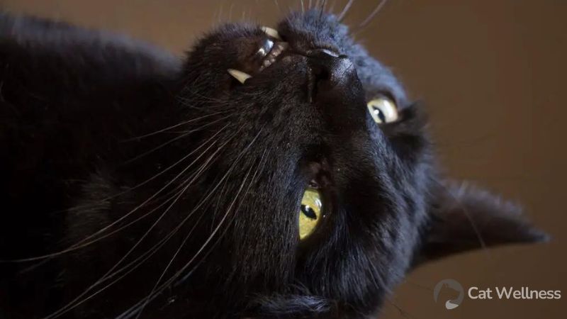 What is the Reason Behind the Increased Vocalization in Black Cats
