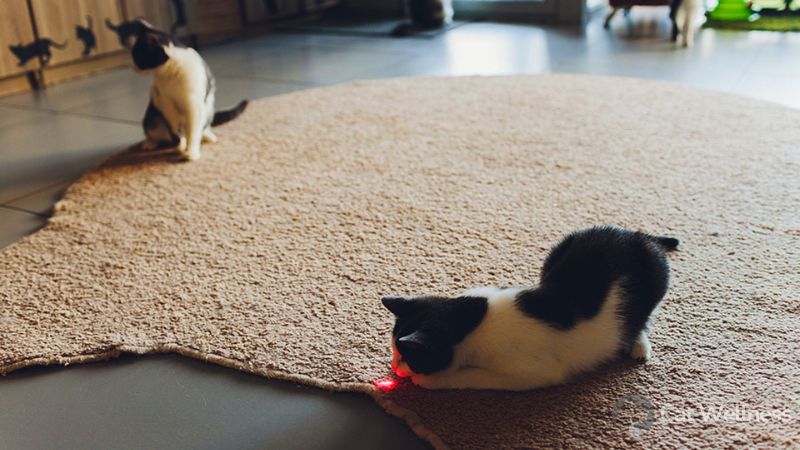 Why Cats Pursue Laser Pointers