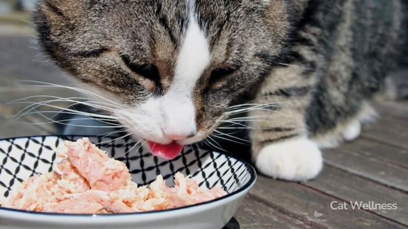 Yummy meat for cats