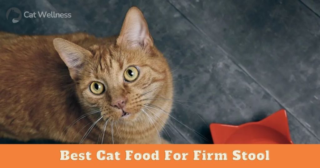 Best Cat Food For Firm Stool