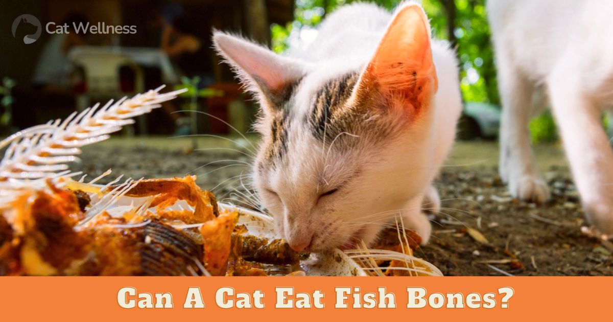 Can A Cat Eat Fish Bones?