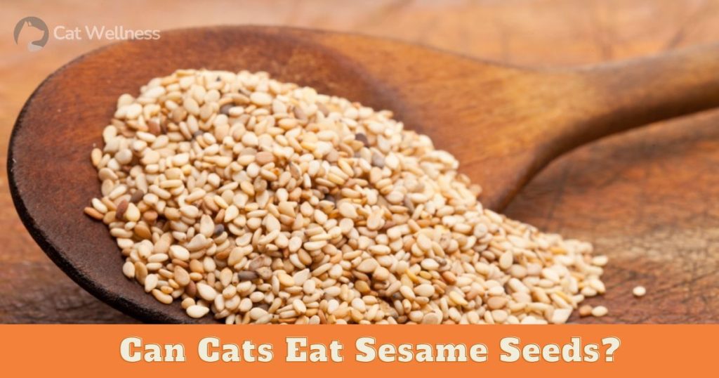 Can Cats Eat Sesame Seeds?
