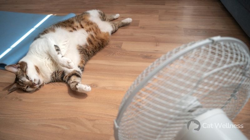 Cat is overheating