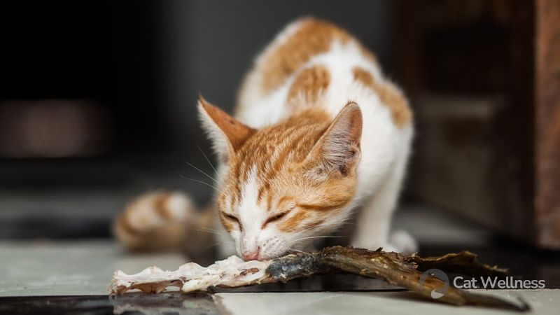 Fish bones may unsafe for cats