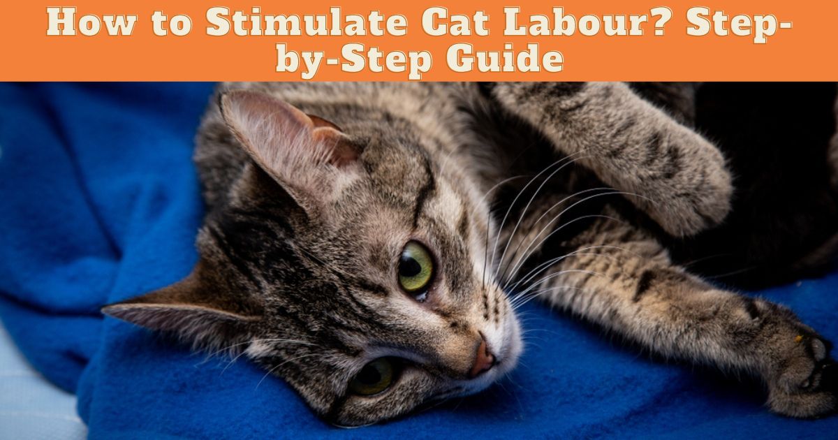 How to stimulate cat labour