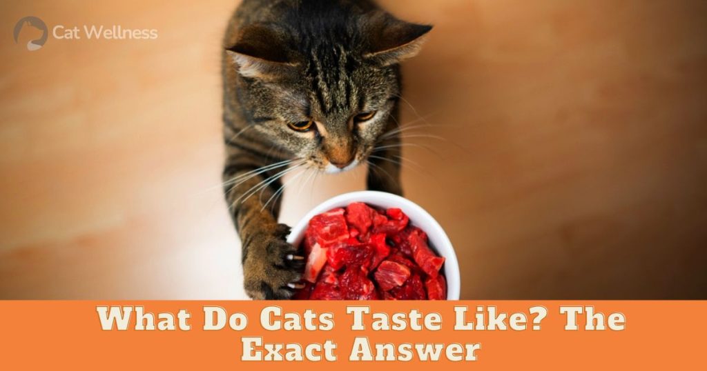 Why Does My Cat Smell Like Poop? 4 Reasons