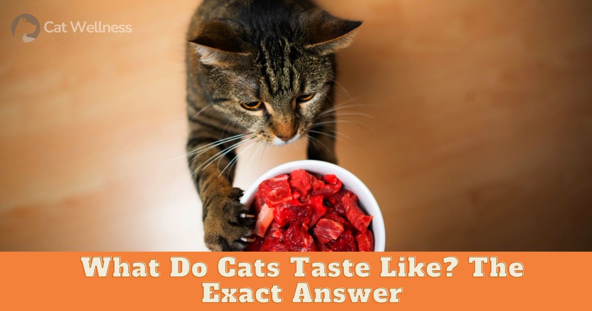 What Do Cats Taste Like