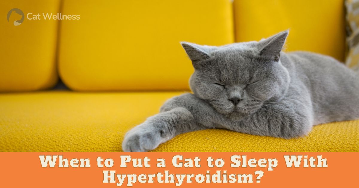 When to Put a Cat to Sleep With Hyperthyroidism