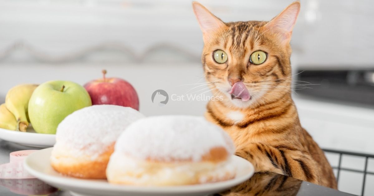 Best Non Prescription Food For Diabetic Cats