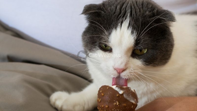 Cats can get chocolate milk