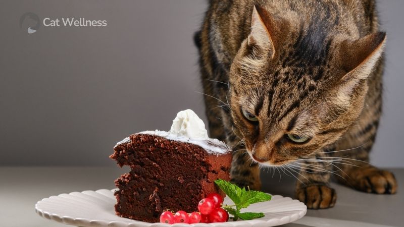 The cat should not eat chocolate regularly
