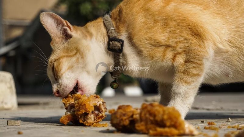 Cats can eat chicken nuggets