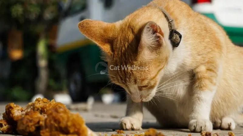 Harmful risk for overfeeding fo cat with chicken nugget