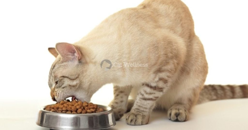Top 5 Best Cat Food For Picky Cats In 2023